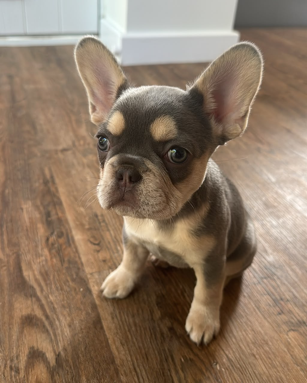 Bluey