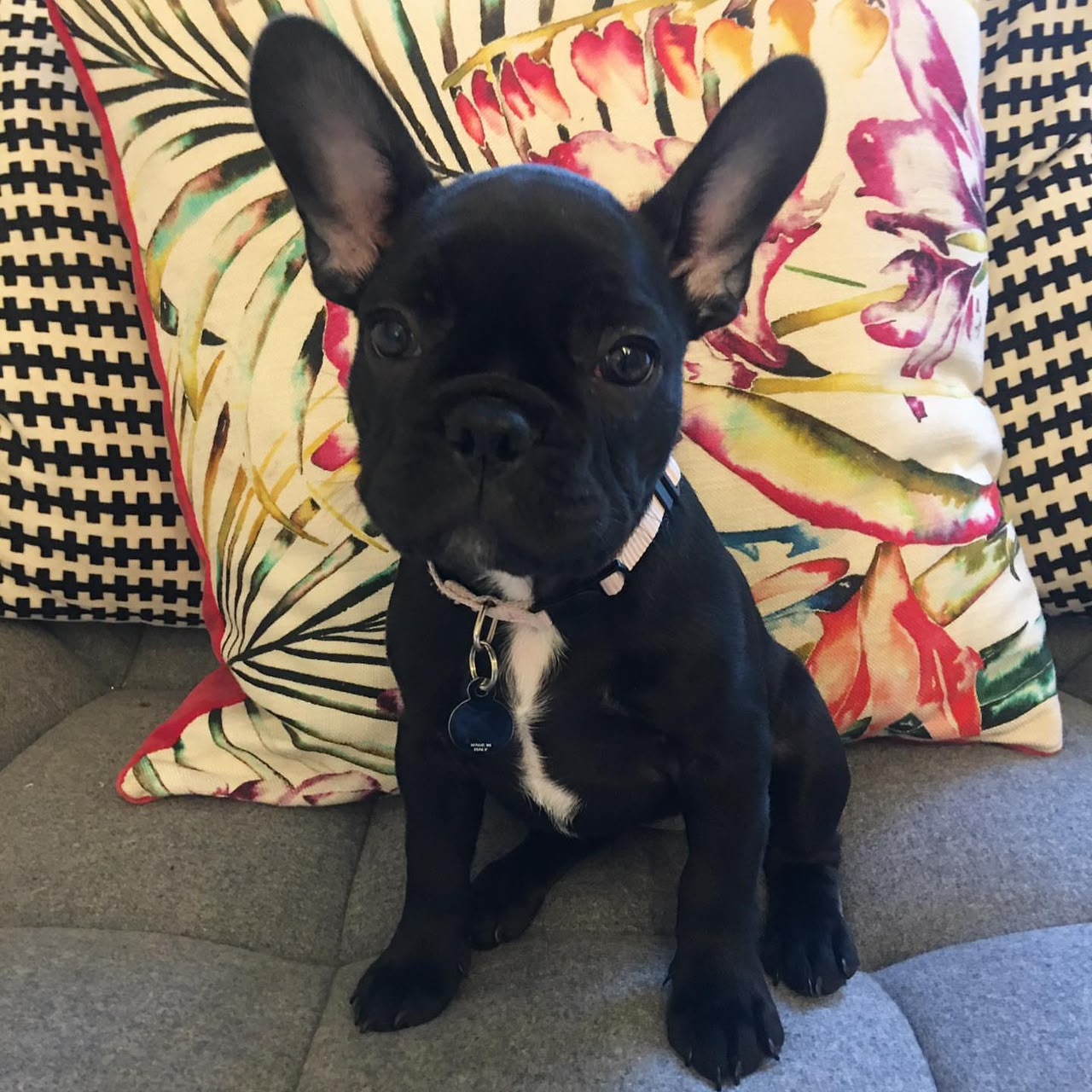 Bella