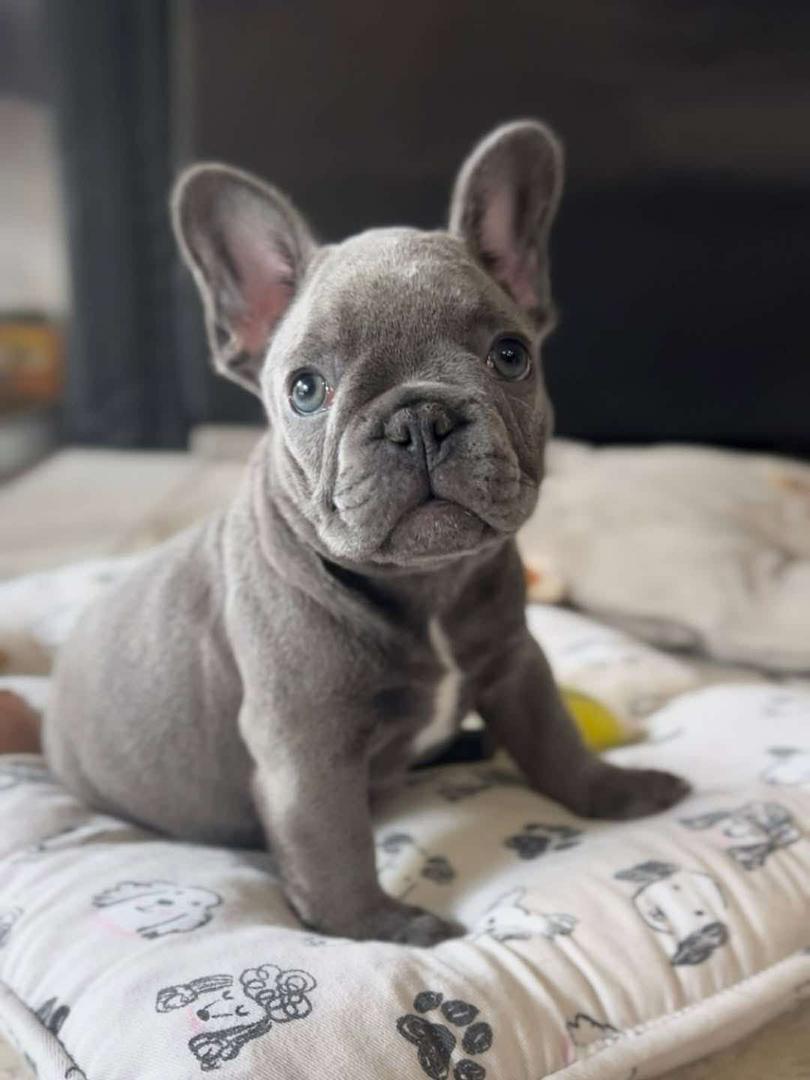 Louie