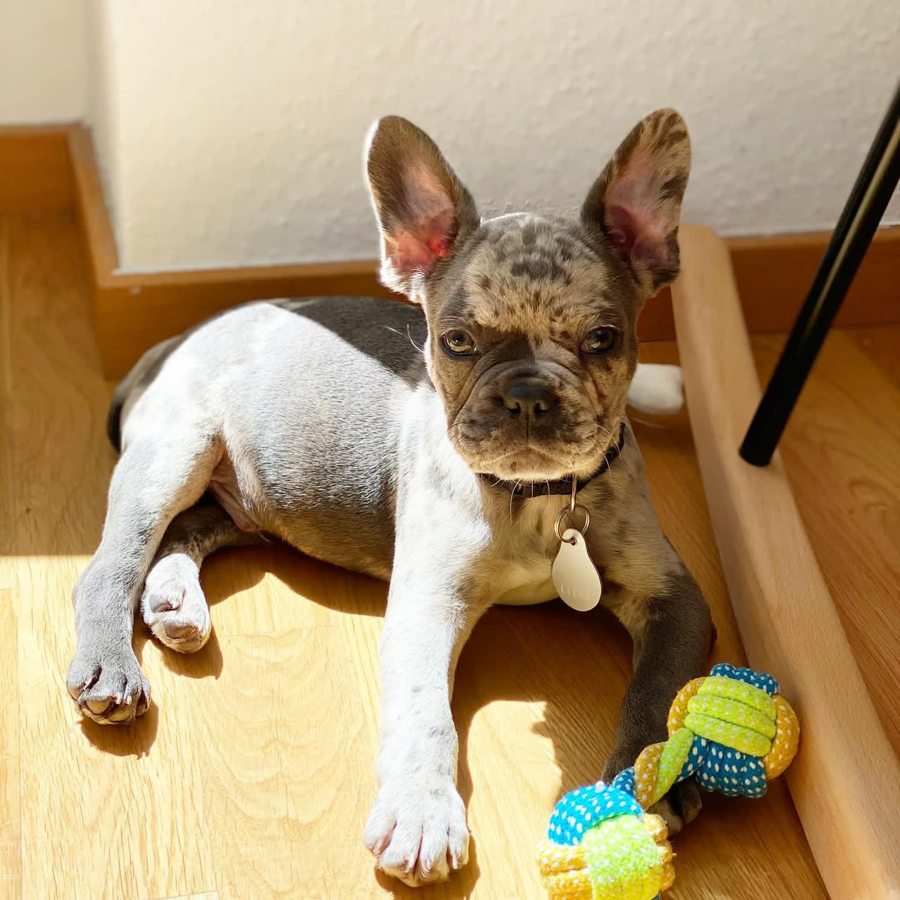Otto