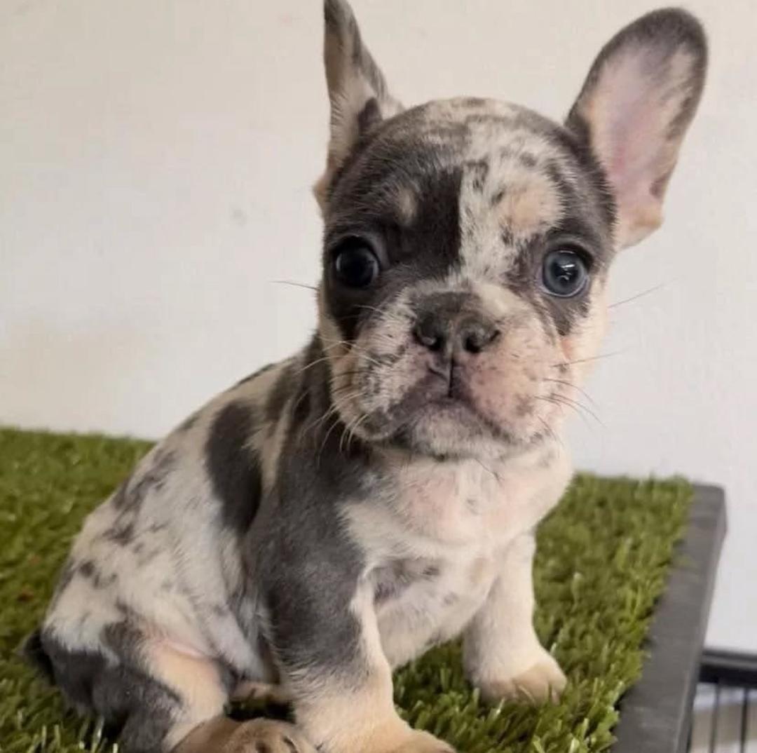 Pepper