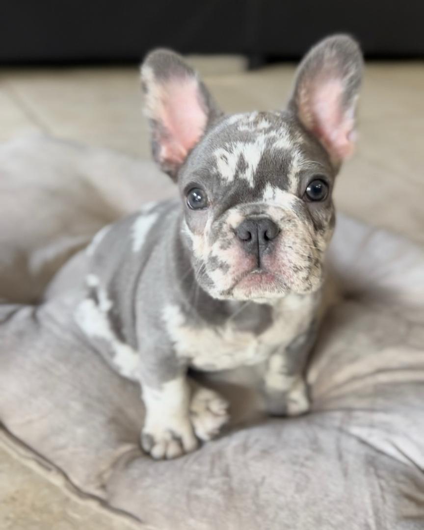 Coco