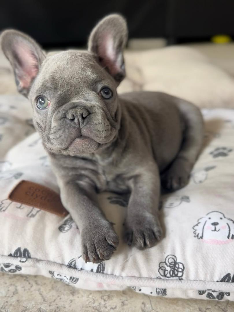 Milo
